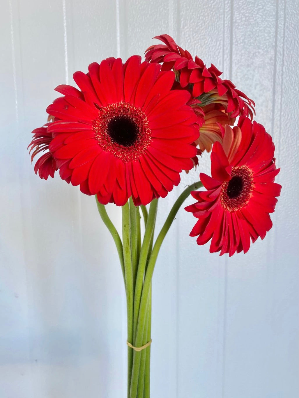 300 Large Red Gerbera Daisies