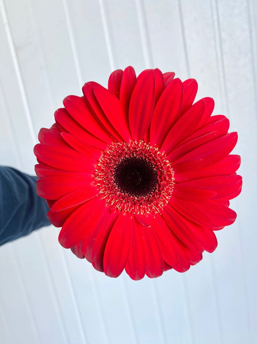 300 Large Red Gerbera Daisies