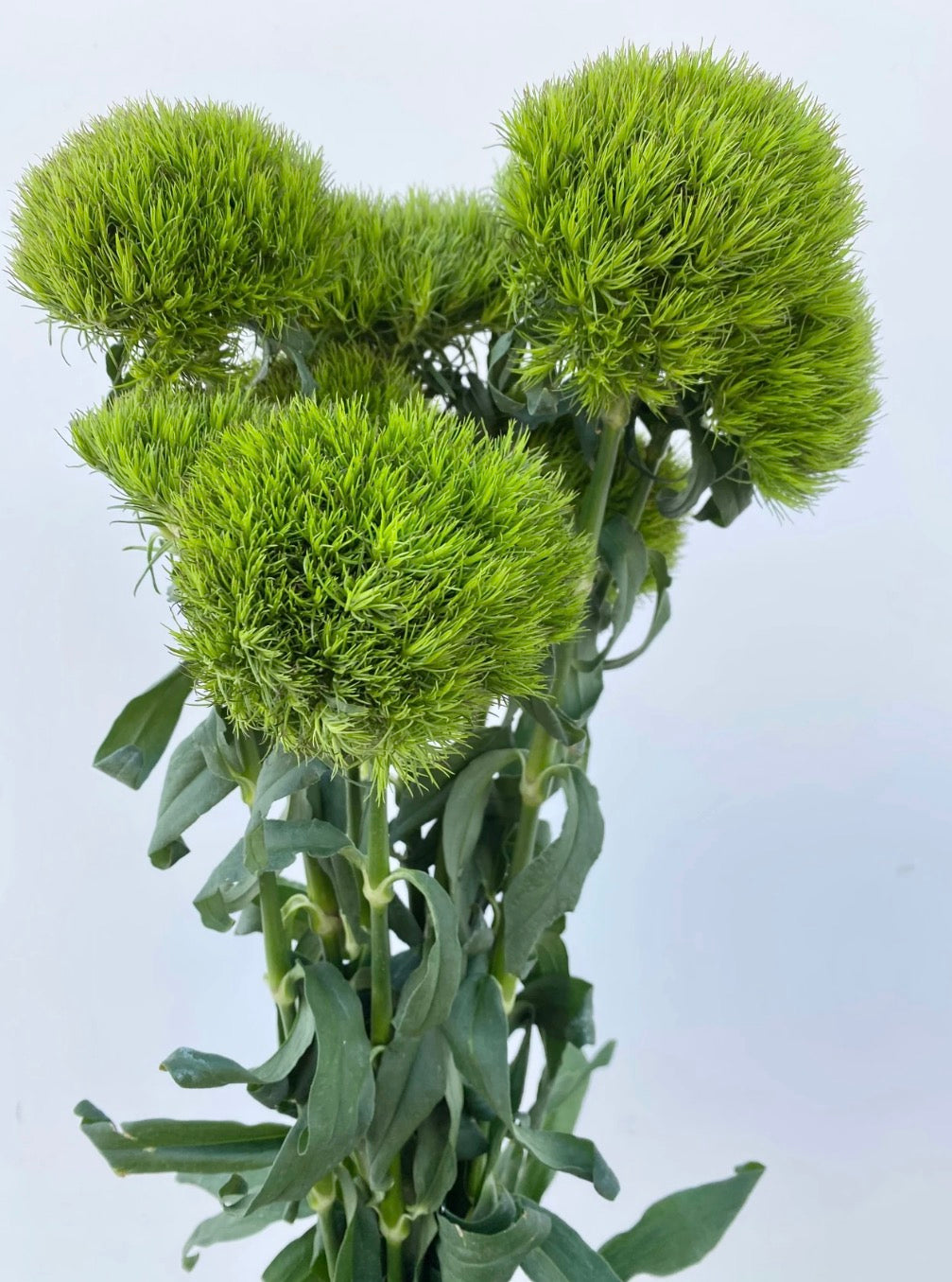 300 Green Ball Dianthus