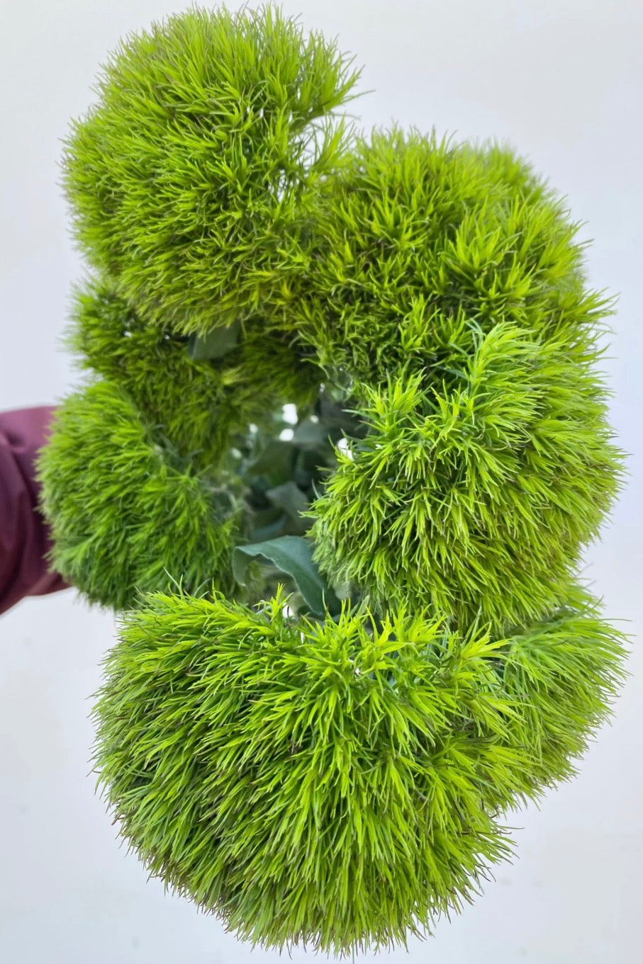 300 Green Ball Dianthus