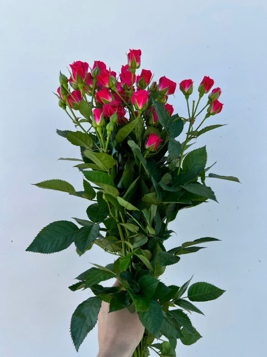 300 Hot Pink Spray Roses