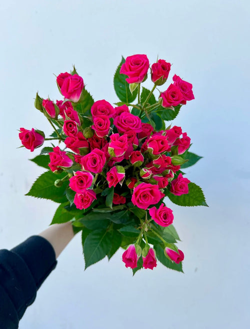 300 Hot Pink Spray Roses