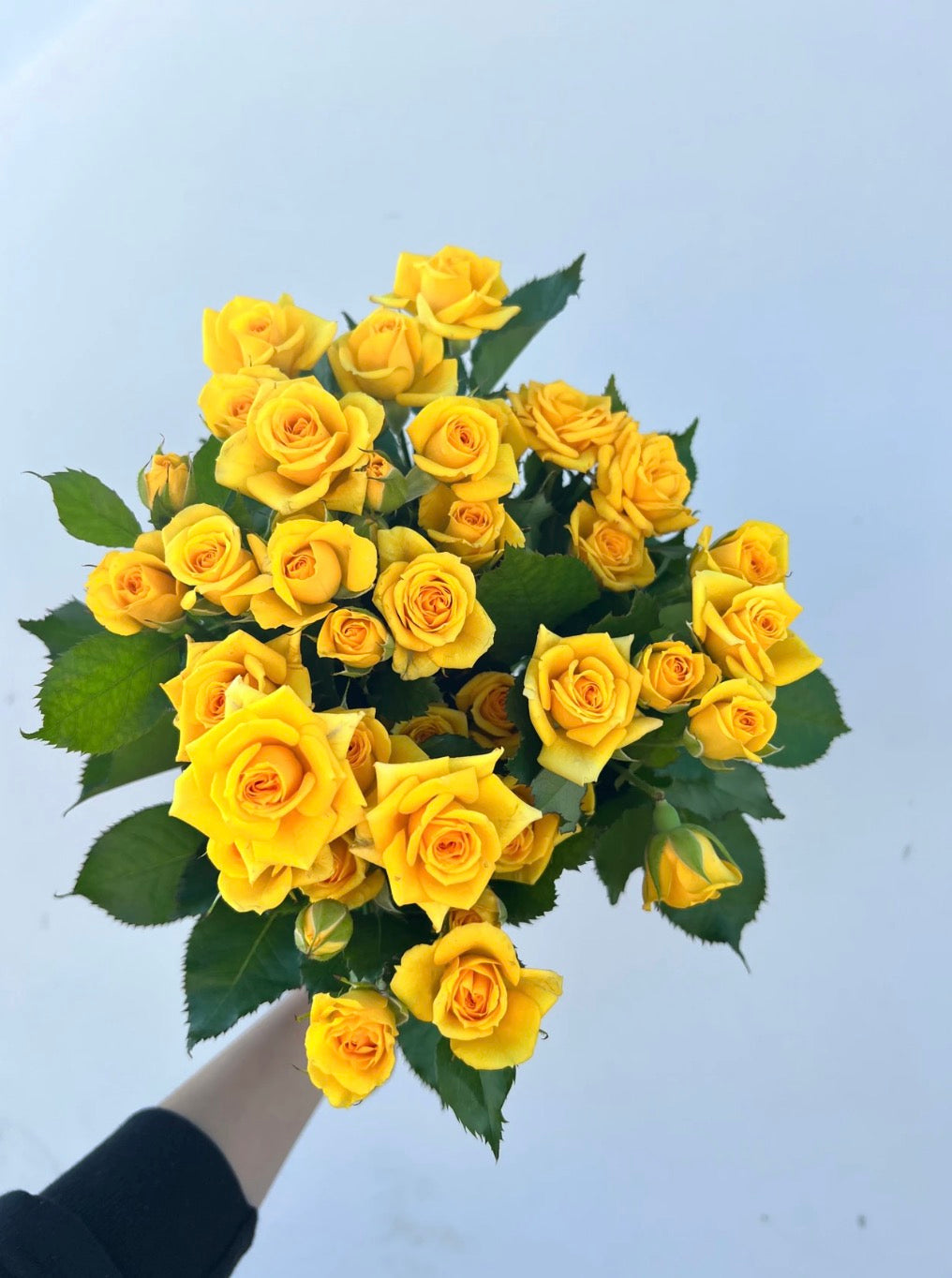 300 Yellow Spray Roses