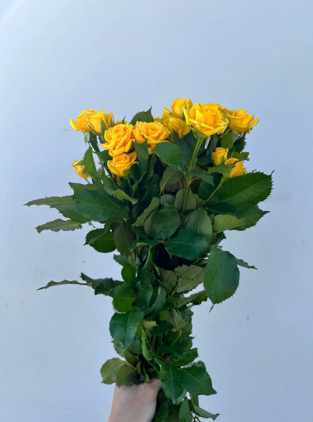 300 Yellow Spray Roses