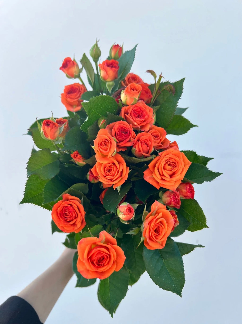 300 Orange Spray Roses