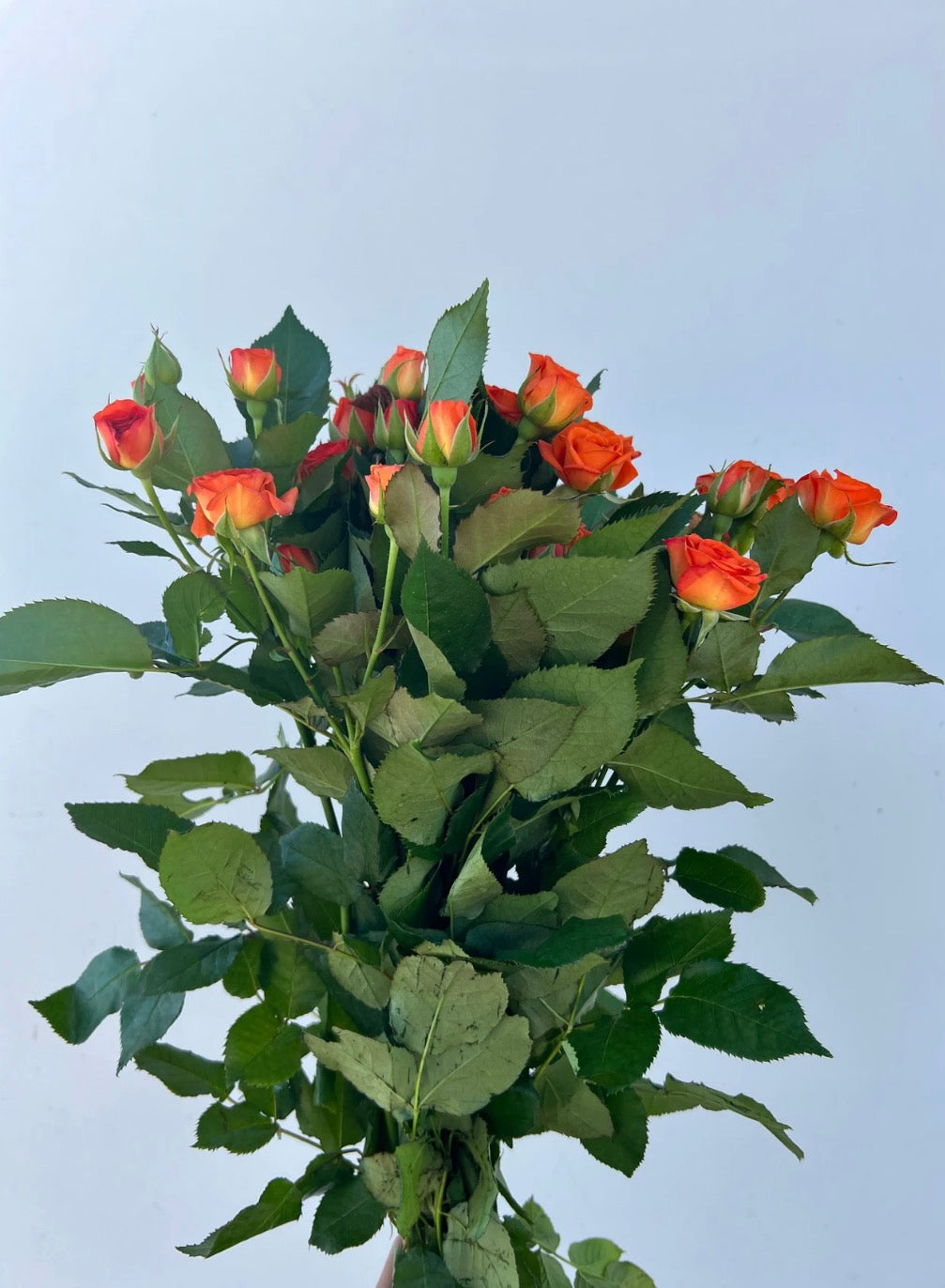 300 Orange Spray Roses