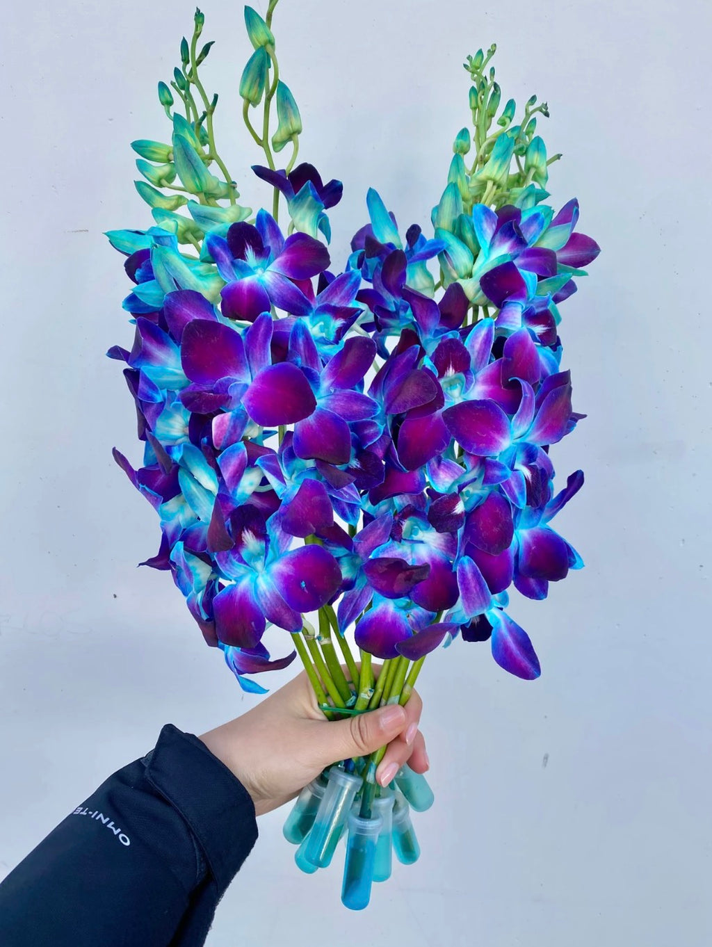 300 Blue Dendrobium Orchids