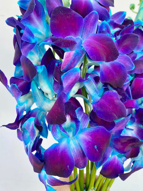 300 Blue Dendrobium Orchids