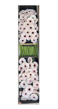 300 Blush & White Mini Gerbera Daisies