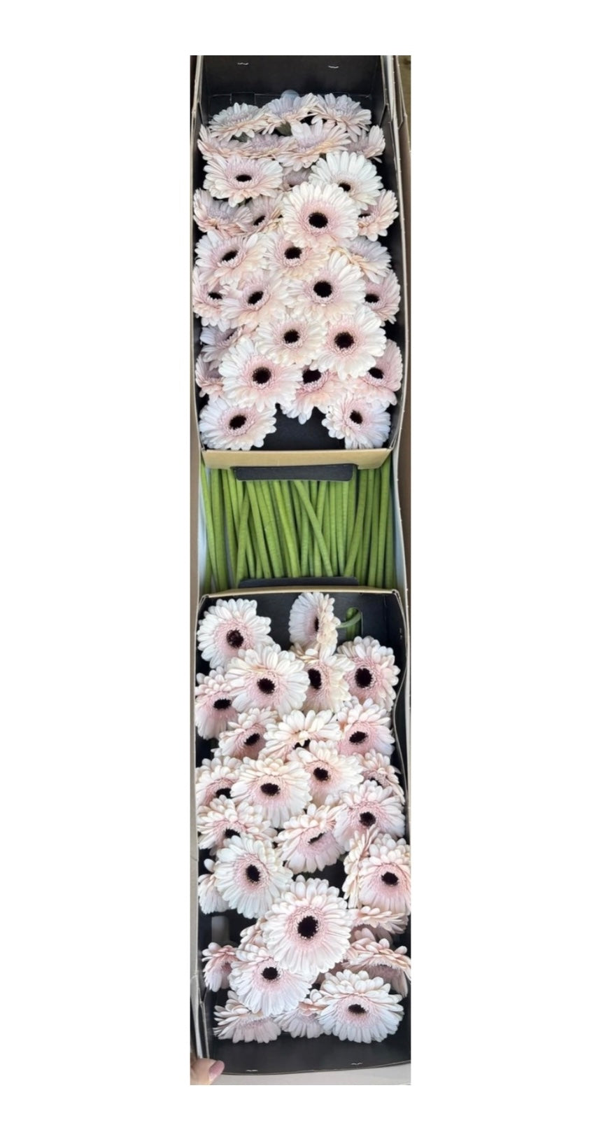 300 Blush & White Mini Gerbera Daisies