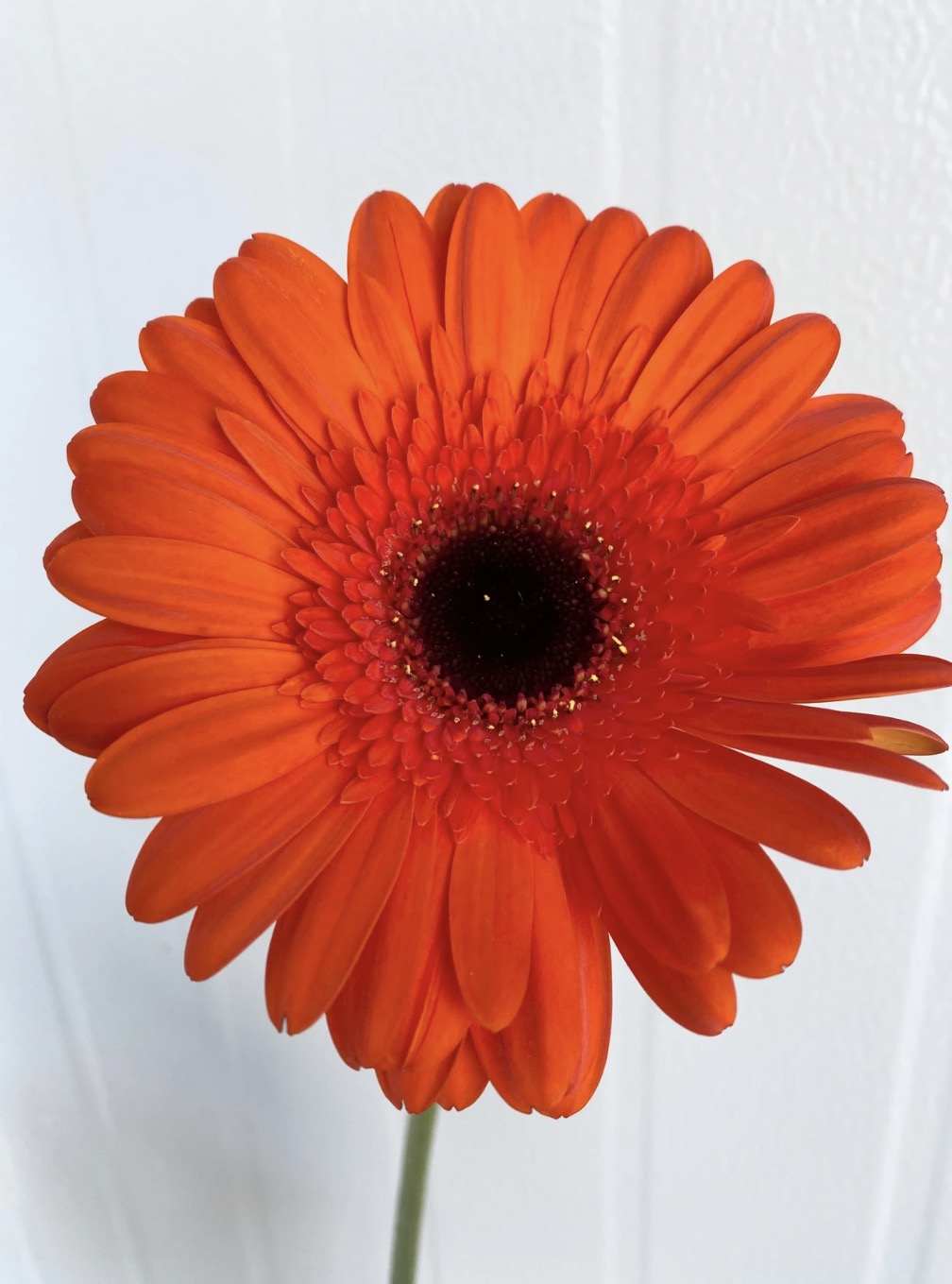 300 Large Orange Gerbera Daisies