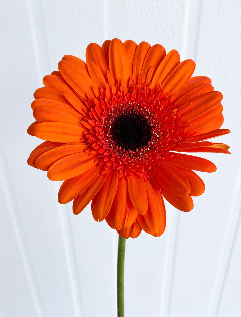 300 Large Orange Gerbera Daisies