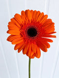 300 Large Orange Gerbera Daisies