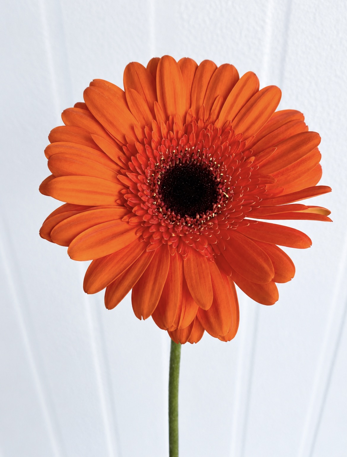 300 Large Orange Gerbera Daisies